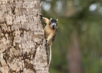 A Big Cypress fox squirrel gathers nuts on a tree branch in Naples (iStock image)