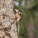 A Big Cypress fox squirrel gathers nuts on a tree branch in Naples (iStock image)