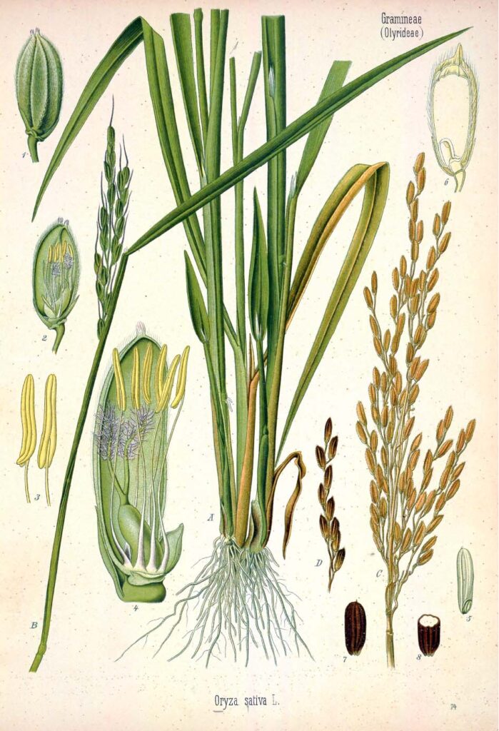 Half of all humans get 20% of their calories from rice. (Illustration from "Medizinal-Pflanzen" [1883-1914] by Hermann Köhler)