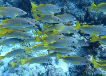Schoolmaster snapper in waters near the Florida Keys (iStock image)