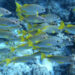 Schoolmaster snapper in waters near the Florida Keys (iStock image)