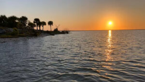 Seagrass has made an unexpected return to Mosquito Lagoon. (Capt. William B. Wolfson, Grassroots Guide Service, New Smyrna Beach)