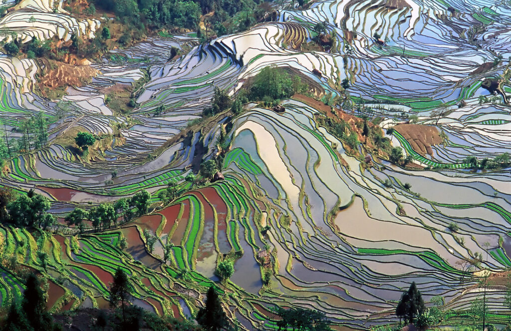 A photograph of terraced rice fields in Yunnan, China. (Photo by Jialiang Gao, CC BY-SA)