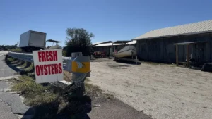 A sign advertises oysters for sale in Cedar Key. (Zoya Teirstein/Grist)
