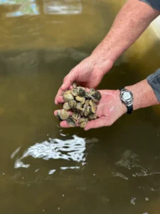 Leslie Sturmer checks on oysters growing in her laboratory in Cedar Key, Florida. Sturmer puts baby oysters through heat stress tests to see which species will be able to withstand rising temperatures. (Zoya Teirstein/Grist)