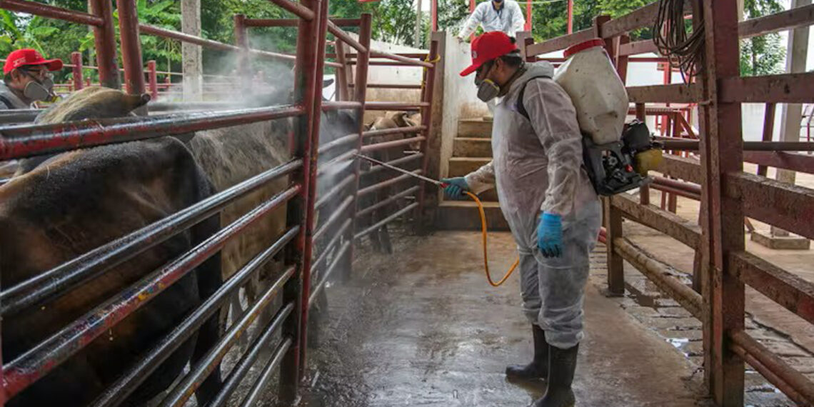 Workers disinfect cattle at a ranch in Hermosillo, Mexico, amid the ongoing screwworm outbreak. Ranchers use disinfectants, pesticides and other treatments to control parasites and infections. (Daniel Sanchez/EPA Images)