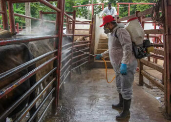 Workers disinfect cattle at a ranch in Hermosillo, Mexico, amid the ongoing screwworm outbreak. Ranchers use disinfectants, pesticides and other treatments to control parasites and infections. (Daniel Sanchez/EPA Images)