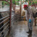 Workers disinfect cattle at a ranch in Hermosillo, Mexico, amid the ongoing screwworm outbreak. Ranchers use disinfectants, pesticides and other treatments to control parasites and infections. (Daniel Sanchez/EPA Images)