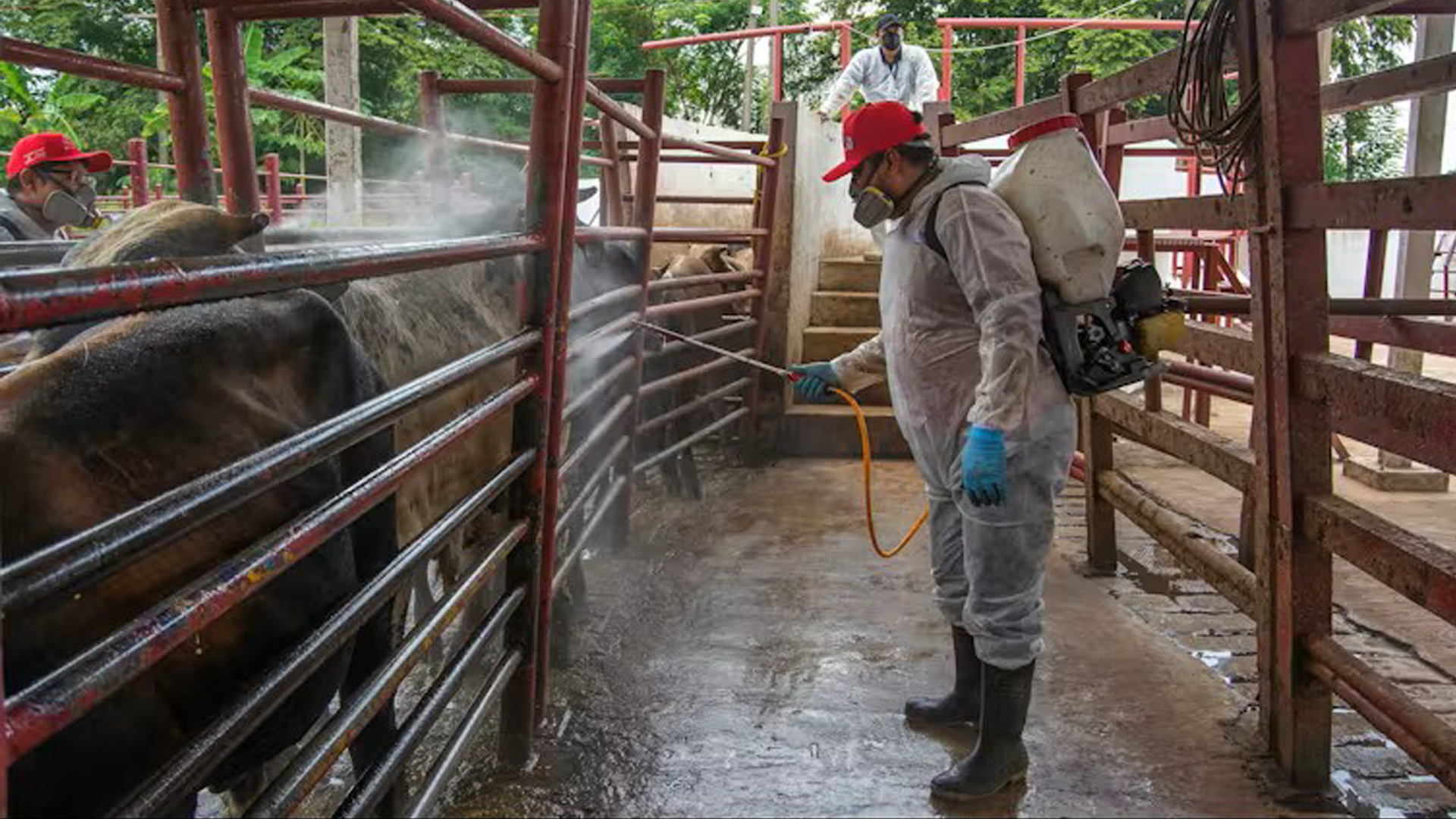 A flesh‑eating fly is advancing toward the US border – can it be stopped?