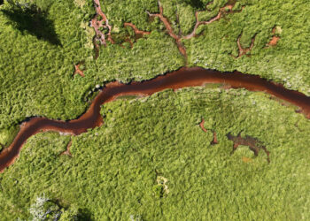 Increased carbon in runoff from land is turning freshwater darker. (Andrew P. Hendry via Flickr)