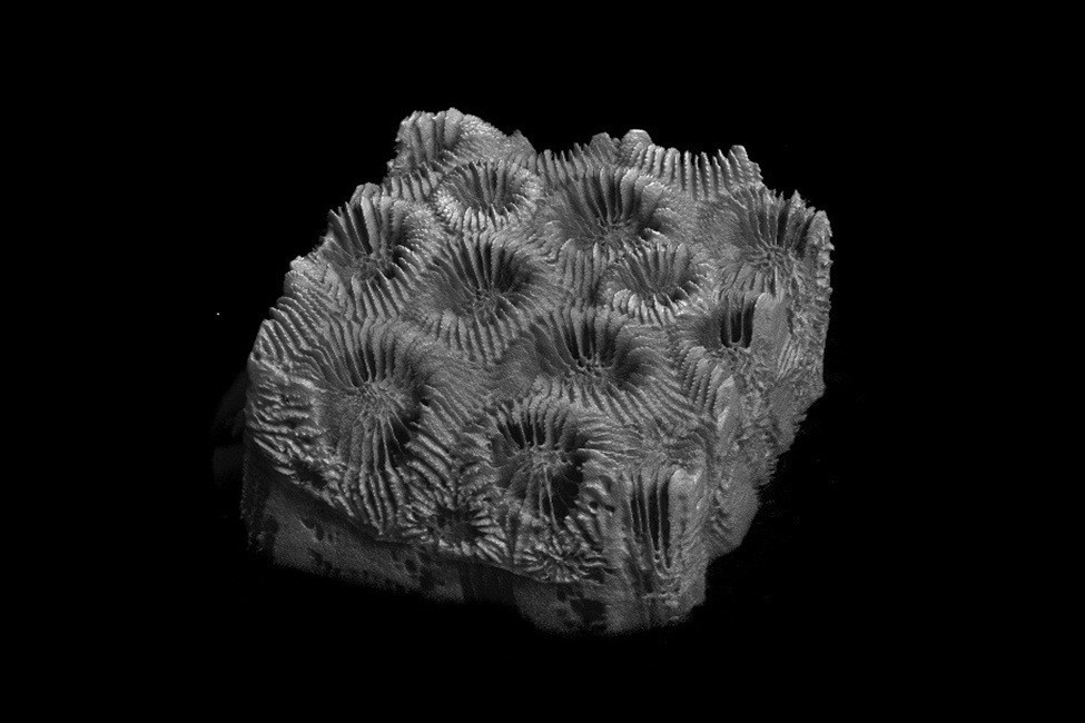 A micro-CT of healthy coral (M. cavernosa). (FAU)