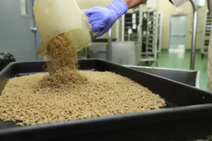 Since the 1990s, a facility in Panama has produced sterile flies in order to maintain a biological barrier at the Darien Gap, on the country’s border with Colombia. (Copeg)