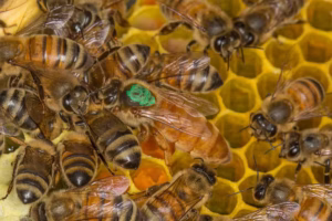 The queen bee is marked with nontoxic green paint to make her easy to find when examining the health of this Apis mellifera European honey bee hive in Maryland. (David Illig via Flickr, CC BY-NC-SA)