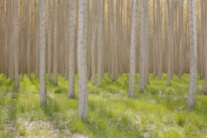 A grove of commercially grown poplar trees, planted in lines with not much active beneath them. Mint Images via Getty Images