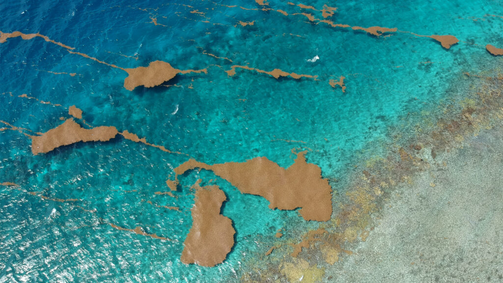 An aerial view of floating sargassum near the coral reef crest in La Parguera, Puerto Rico (Pedro J. Santiago., CC BY-SA 4.0, via Wikimedia Commons)