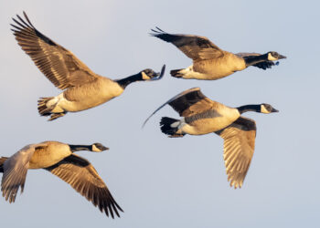 Canada geese in flight (iStock image)