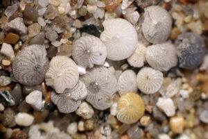 As more carbon dioxide enters the atmosphere, it makes seawater more acidic. This threatens the ability of marine creatures, like these tiny single-celled organisms called foraminifera, to make shells from calcium carbonate. Efforts to make the ocean more alkaline could provide local relief from the effects of acidification on these organisms. (Credit: Holger Krisp, Wikimedia Commons)