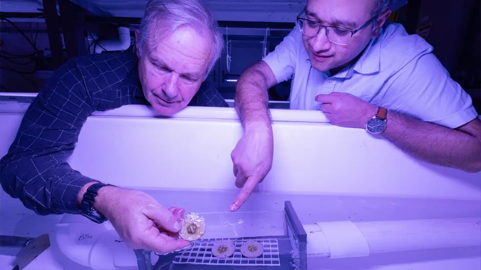 Chris Langdon, professor of marine biology and ecology, and Vivek Prakash, assistant professor of physics, observe coral growth and survivorship in the flumes, designed to replicate the ocean's water flow. (Joshua Prezant/University of Miami)