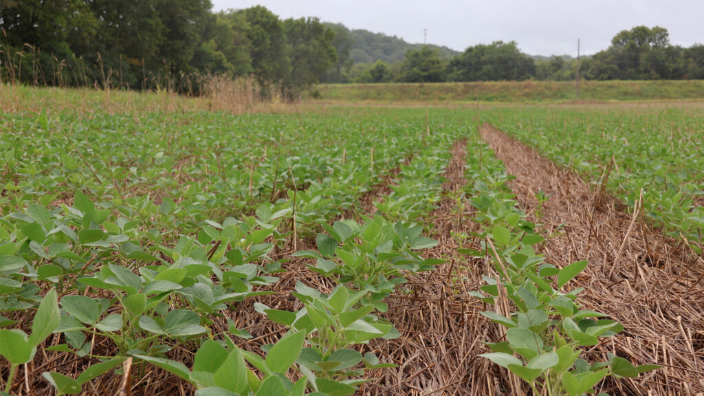 Using cover crops, such cereal rye, prior to planting soybeans provides benefits including increased soil health, water management and weed control. (USDA photo by Hannah Strain, Public domain, via Wikimedia Commons)