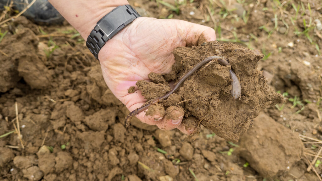 Regenerative farming practices can improve soil health and better sequester carbon in the soil. (Cossacks, CC BY-SA 4.0, via Wikimedia Commons)