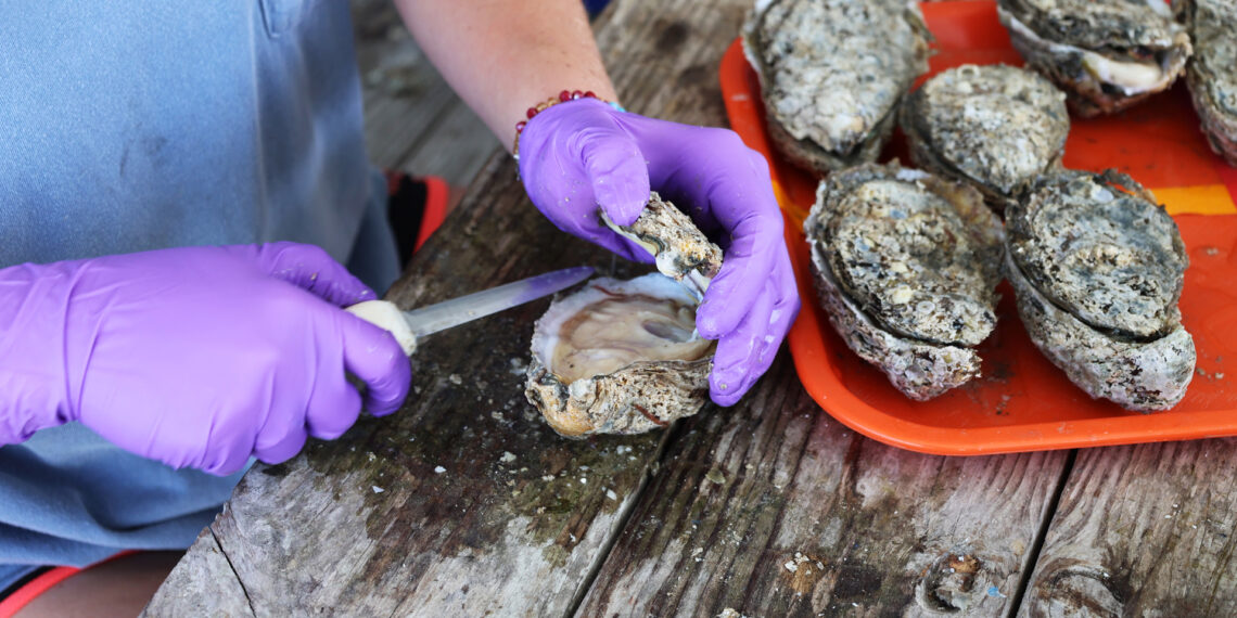 Oysters being shucked (Alabama Extension, CC0, via Wikimedia Commons)