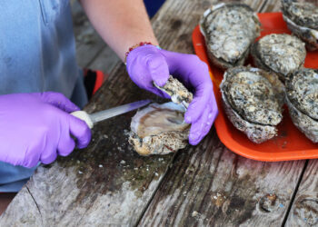 Oysters being shucked (Alabama Extension, CC0, via Wikimedia Commons)