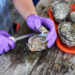 Oysters being shucked (Alabama Extension, CC0, via Wikimedia Commons)