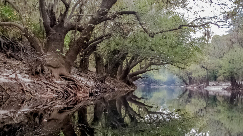 The Suwannee River (Mike Tilley, CC BY 3.0, via Wikimedia Commons)
