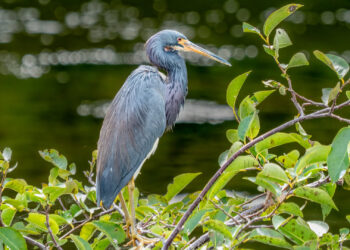 A tricolored heron in Green Cay Wetlands in Boynton Beach (Rhododendrites, CC BY-SA 4.0, via Wikimedia Commons)