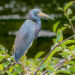 A tricolored heron in Green Cay Wetlands in Boynton Beach (Rhododendrites, CC BY-SA 4.0, via Wikimedia Commons)