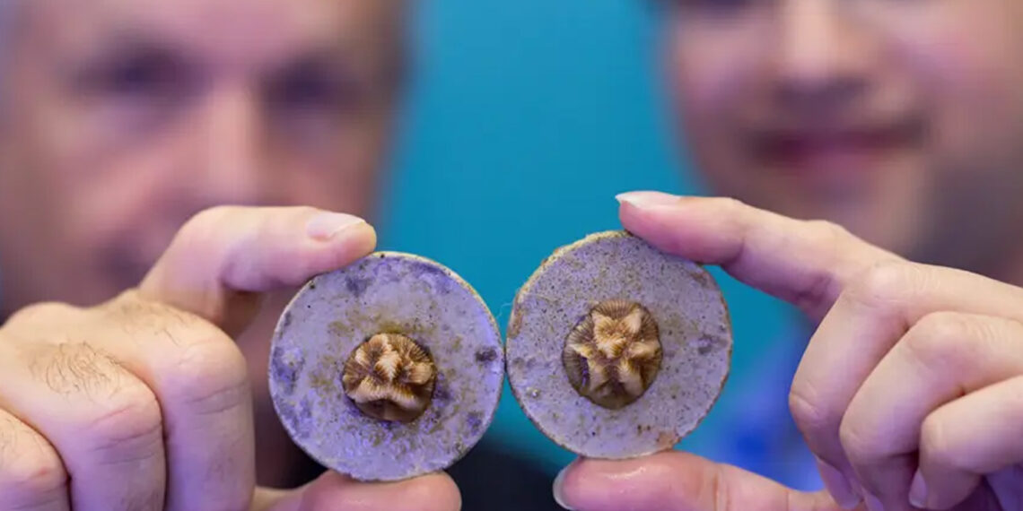 From left, Chris Langdon, professor of marine biology and ecology and Vivek Prakash, assistant professor of physics, observe the growth of young mountainous star corals as part of a study they conducted for five months in Langdon's Ocean Acidification Coral Laboratory. (Joshua Prezant/University of Miami)