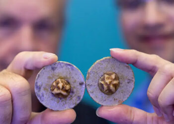 From left, Chris Langdon, professor of marine biology and ecology and Vivek Prakash, assistant professor of physics, observe the growth of young mountainous star corals as part of a study they conducted for five months in Langdon's Ocean Acidification Coral Laboratory. (Joshua Prezant/University of Miami)