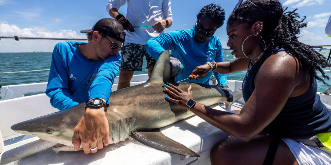 A Minorities in Shark Sciences (MISS) member tags a shark on a research boat in July 2024. (Credit: MISS)