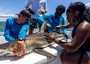 A Minorities in Shark Sciences (MISS) member tags a shark on a research boat in July 2024. (Credit: MISS)