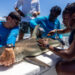 A Minorities in Shark Sciences (MISS) member tags a shark on a research boat in July 2024. (Credit: MISS)