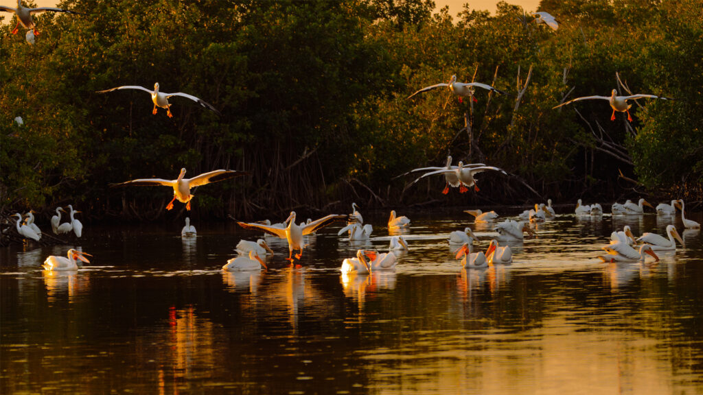 A flock of American white pelicans lands in Everglades National Park during sunset. (iStock image)