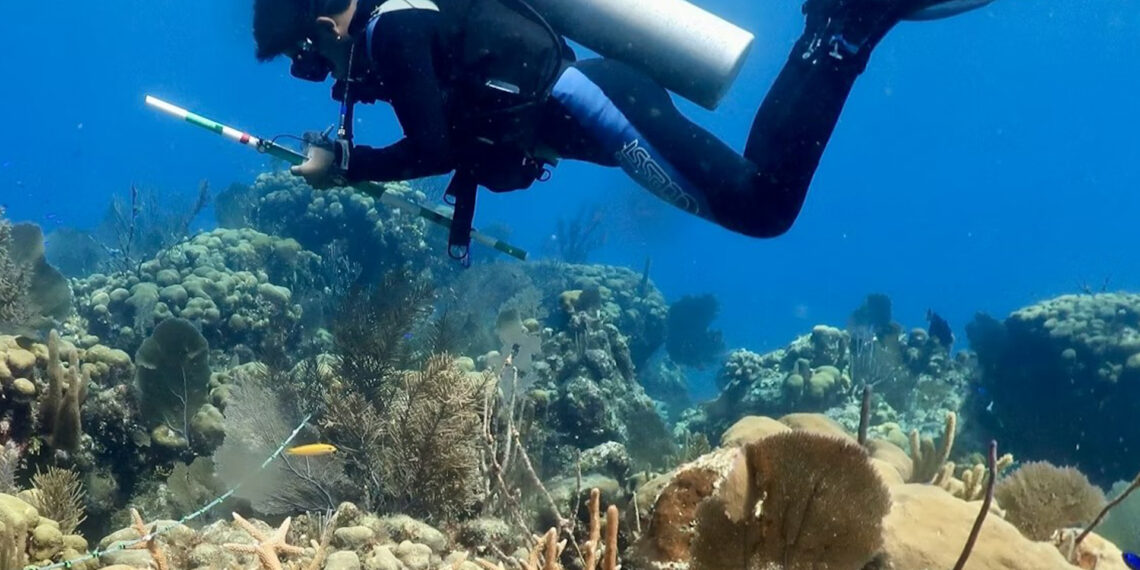 A researcher checks on corals in Banco Chinchorro, off Quintana Roo, Mexico. (Lorenzo Alvarez-Filip)