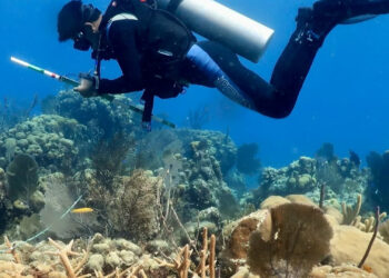 A researcher checks on corals in Banco Chinchorro, off Quintana Roo, Mexico. (Lorenzo Alvarez-Filip)