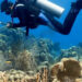 A researcher checks on corals in Banco Chinchorro, off Quintana Roo, Mexico. (Lorenzo Alvarez-Filip)