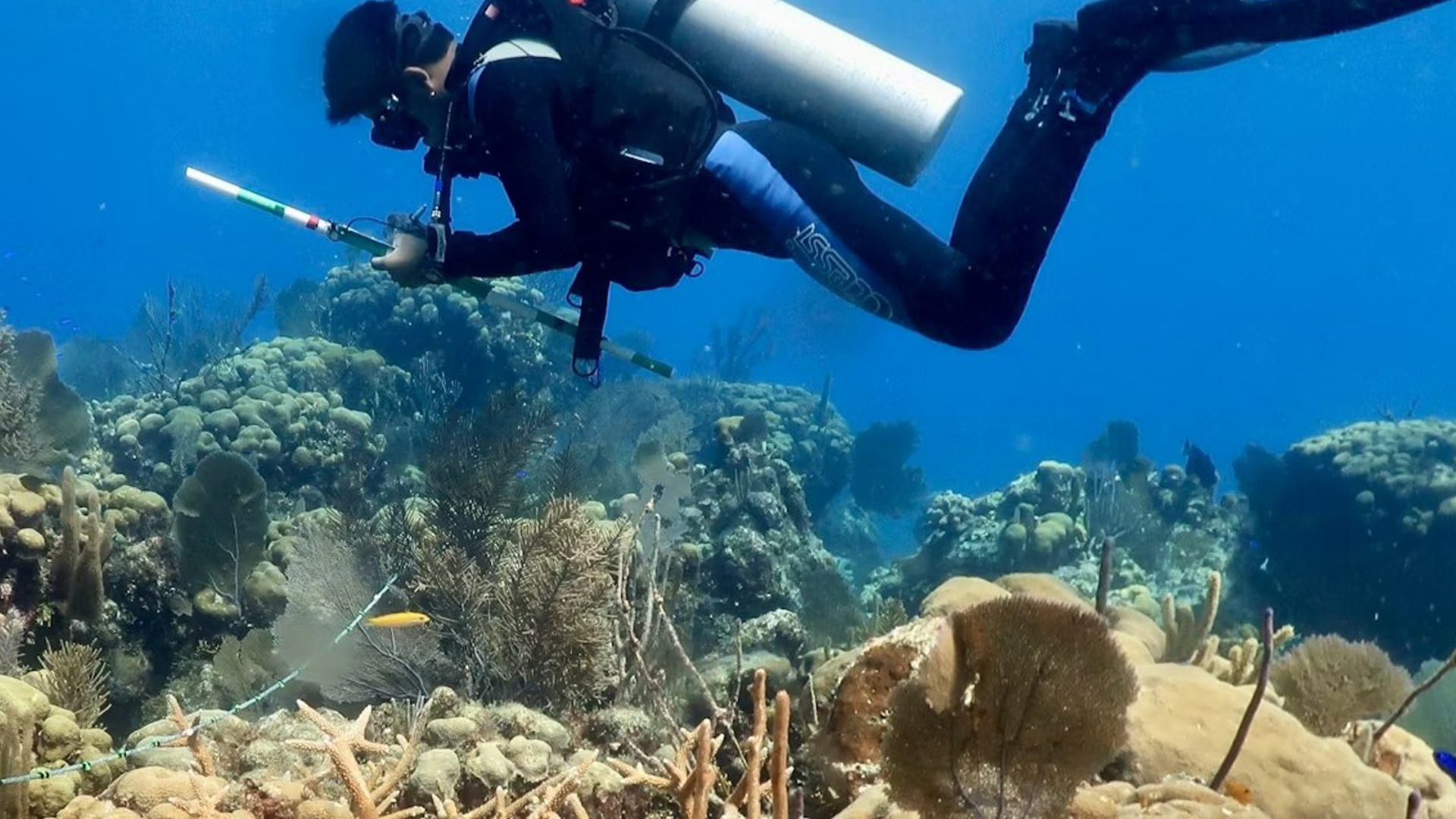 Many of the Caribbean’s most important reefs are going unprotected
