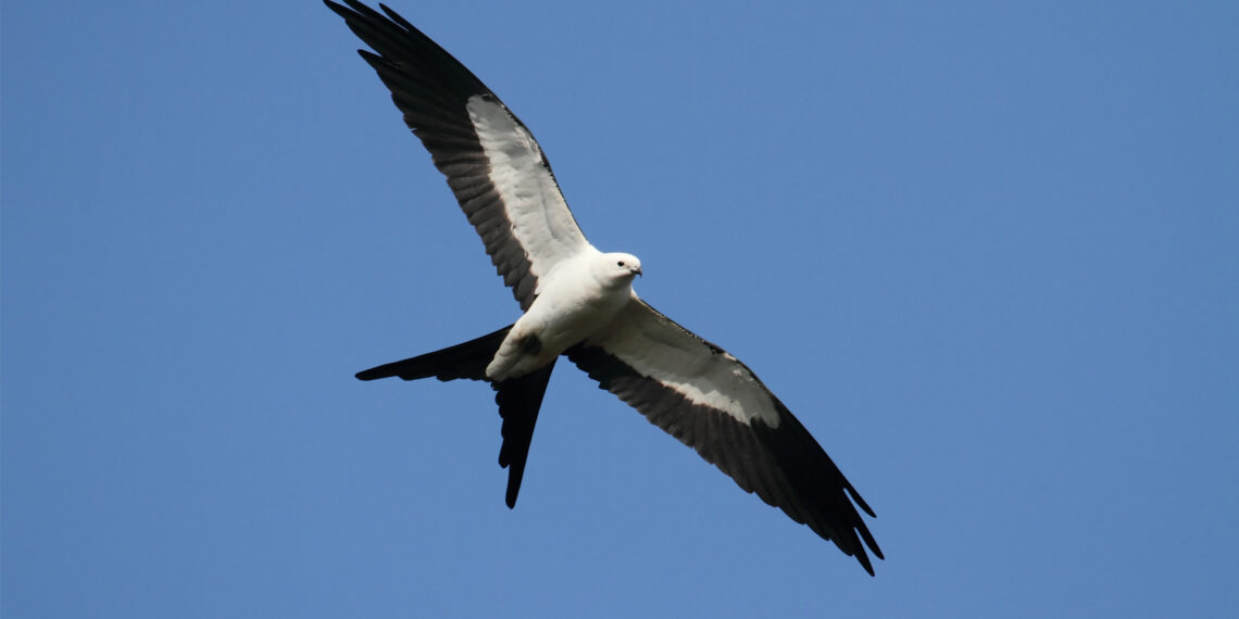 A swallow-tailed kite in flight over the Florida Everglades (iStock image)