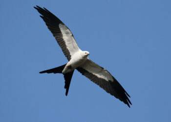 A swallow-tailed kite in flight over the Florida Everglades (iStock image)