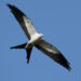 A swallow-tailed kite in flight over the Florida Everglades (iStock image)