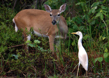 A Florida key deer and cattle egret (iStock image)