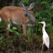 A Florida key deer and cattle egret (iStock image)