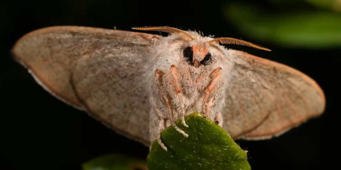 For decades, the Florida sack-bearer moth was hiding in plain sight among collections of other sack-bearer moths around the U.S. (Ryan St Laurent)