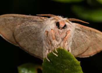 For decades, the Florida sack-bearer moth was hiding in plain sight among collections of other sack-bearer moths around the U.S. (Ryan St Laurent)