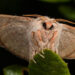 For decades, the Florida sack-bearer moth was hiding in plain sight among collections of other sack-bearer moths around the U.S. (Ryan St Laurent)
