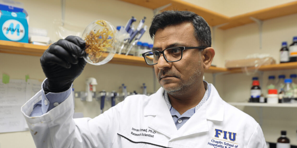 Imran Ahmad exams a saragassum sample in a lab. (FIU)