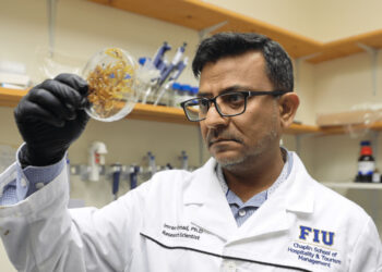 Imran Ahmad exams a saragassum sample in a lab. (FIU)